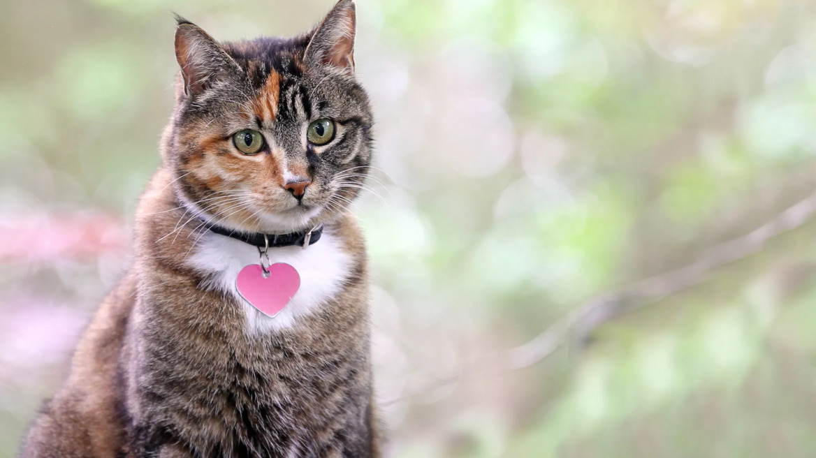 Πώς να επιλέξετε το κατάλληλο όνομα για τη γάτα σας και ποιο να αποφύγετε