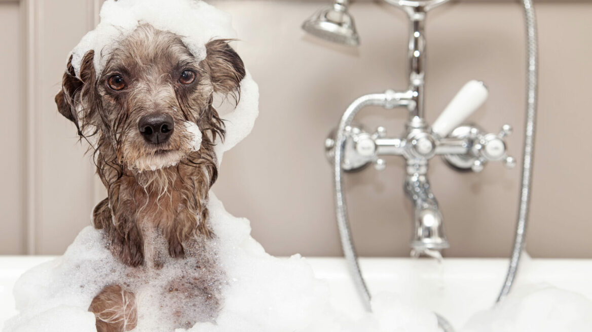 Τι θα συμβεί αν κάνετε τον σκύλο σας μπάνιο με το δικό σας σαμπουάν