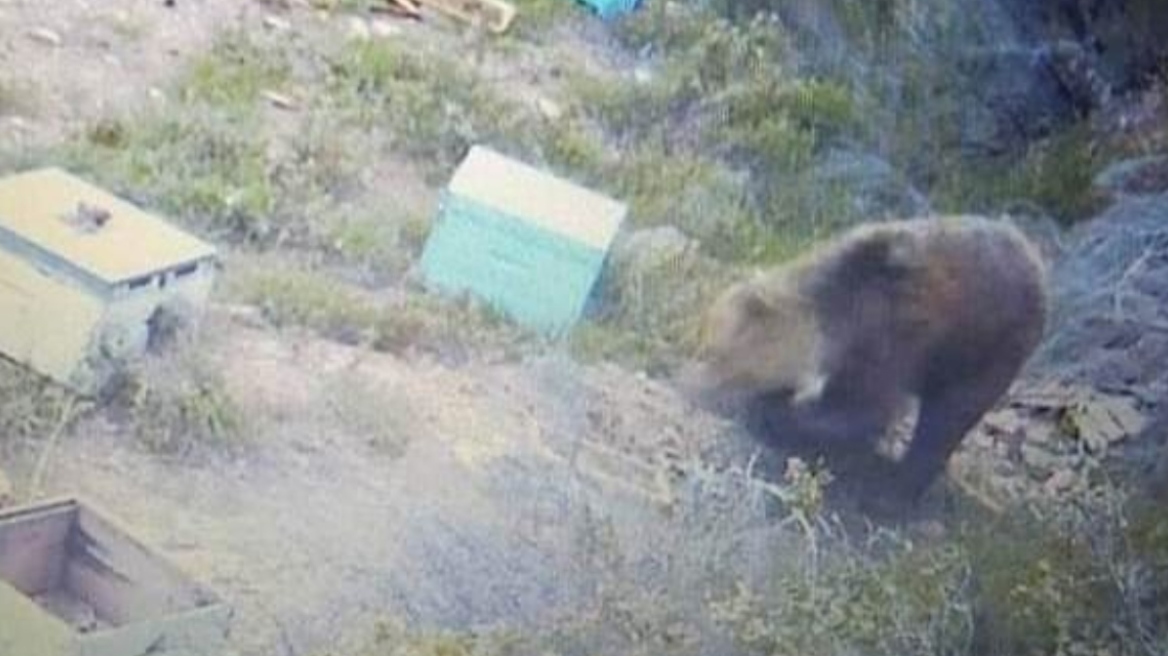 Χαλκιδική: Αρκούδα επανεμφανίστηκε στον Ταξιάρχη - Κατέστρεψε μελίσσια, άρπαξε πρόβατα