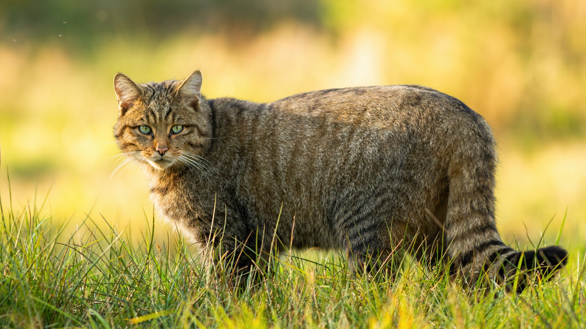 Φουρόγατος και αγριόγατος της Κρήτης: τα πάντα για τα ακριβοθώρητα αιλουροειδή