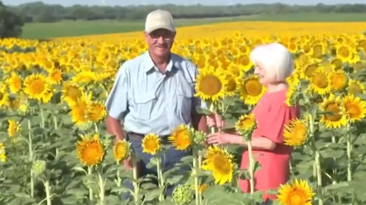 Αγρότης φύτεψε 1,3 εκ. ηλίανθους ως δώρο στη σύζυγό του