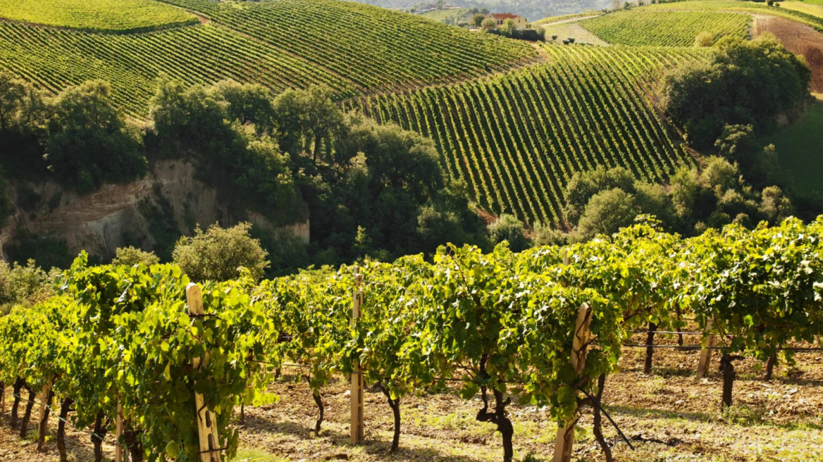  Λασίθι: Τα Οινοποιεία, οι ποικιλίες και οι οινικές διαδρομές