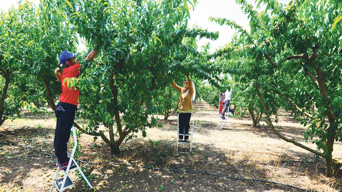 Η Ελλάδα «στέρεψε» από εργάτες γης - Ψάχνει εργαζόμενους στην Ασία