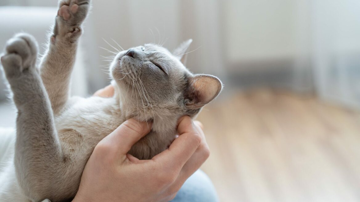 Πώς δείχνει η γάτα σας την αγάπη της - Οι μικρές ενδείξεις αποδοχής και τρυφερότητας