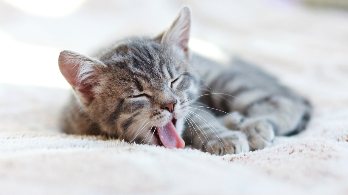 7 συμβουλές για όσους θέλουν να υιοθετήσουν μια τυφλή γάτα