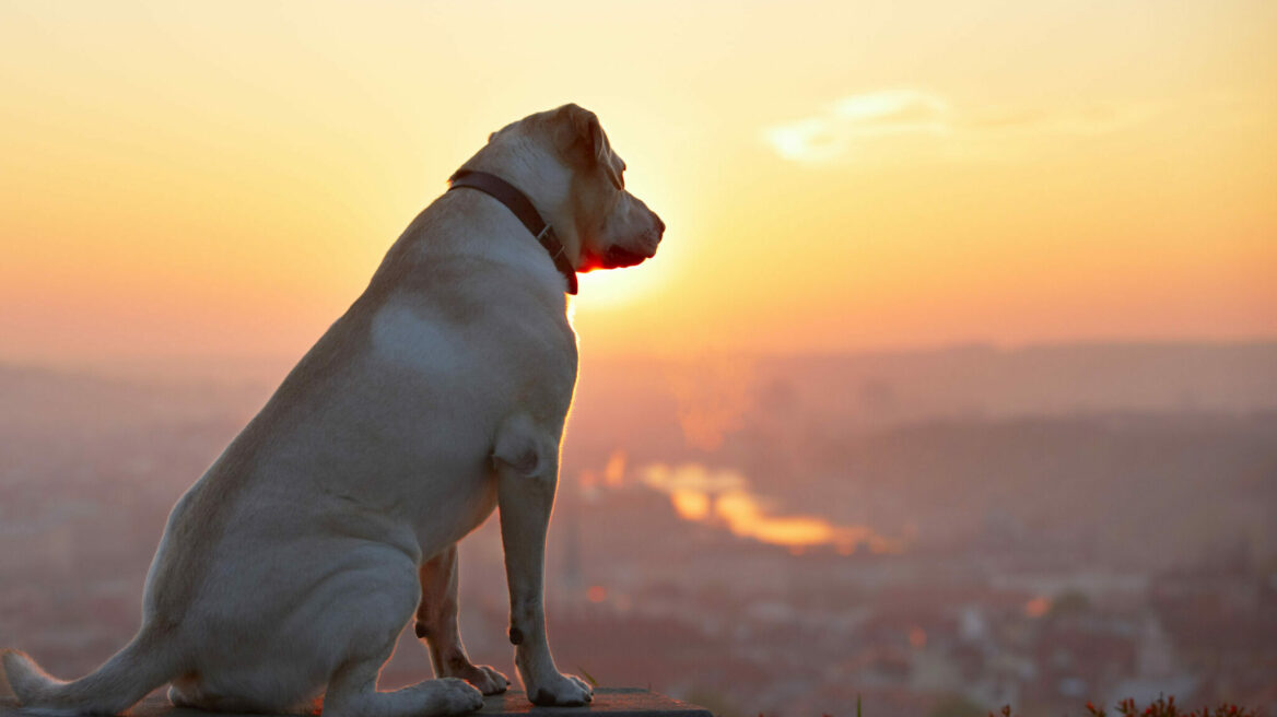 H πιο ακριβής μέθοδος για να υπολογίσετε σωστά την ηλικία του σκύλου σας