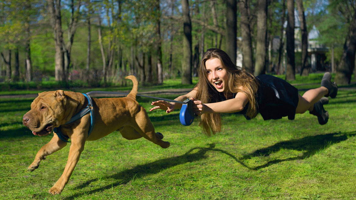 Πώς να εκπαιδεύσετε τον σκύλο σας να μην τραβάει στη βόλτα