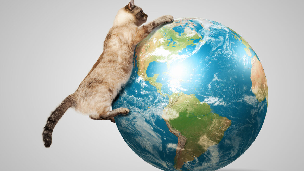 Έρευνα: Πόσες γάτες υπάρχουν σε όλο τον κόσμο - Ποια χώρα έχει τις περισσότερες