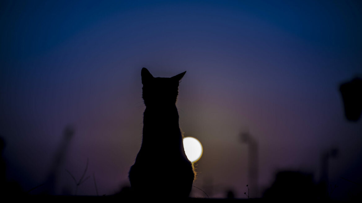«Ουρλιαχτό από την κόλαση» - Πού οφείλονται οι απόκοσμες κραυγές της γάτας, τη νύχτα