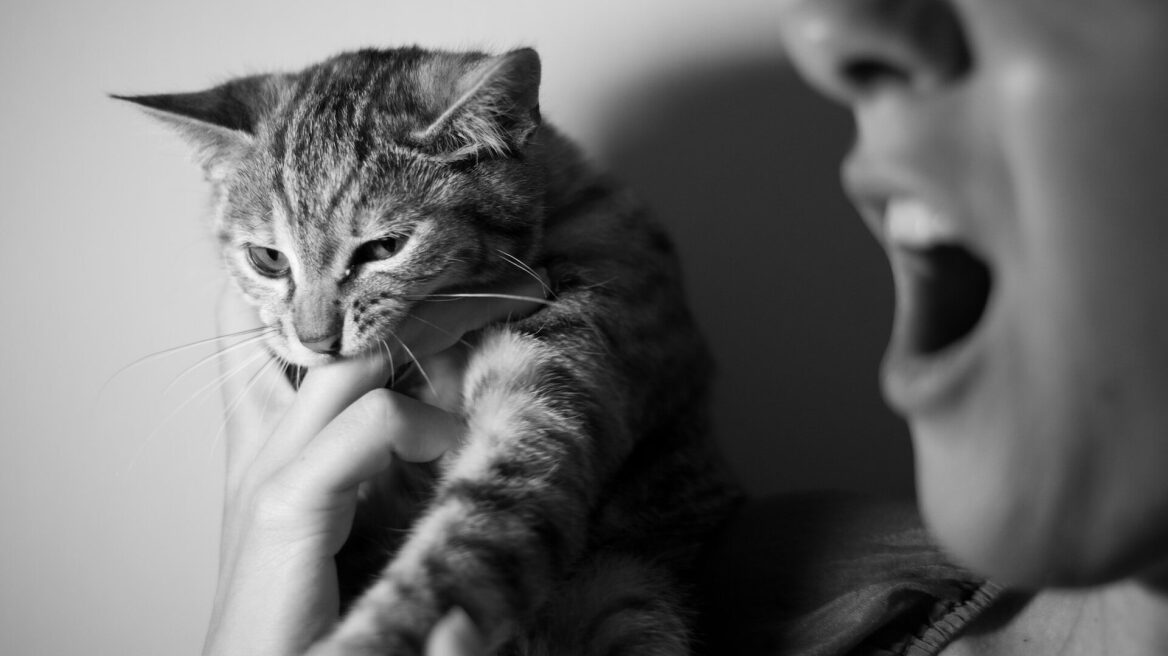 Γάτες σε υπερδιέγερση: Όταν η γάτα σας δεν θέλει άλλα χάδια