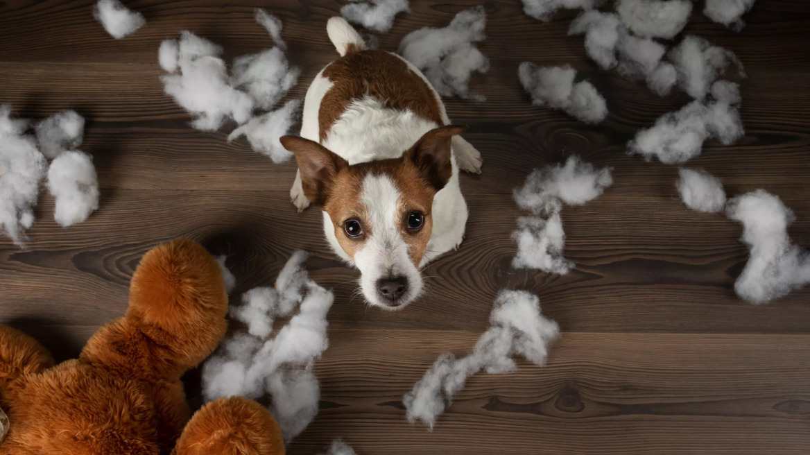 Πώς θα εκπαιδεύσετε το σκύλο σας να μην καταστρέφει τα παιχνίδια του