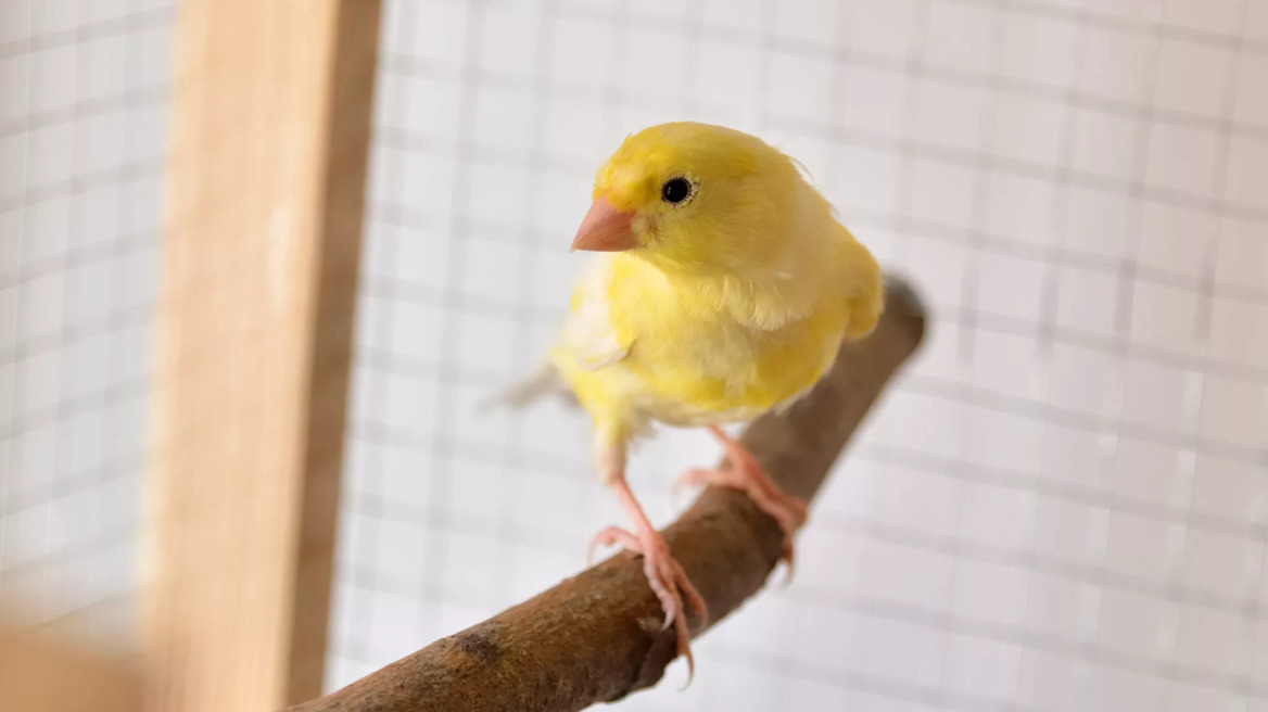Η αλήθεια για το αν μπορεί να σας αναγνωρίσει το καναρίνι σας
