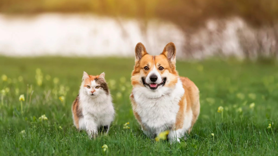 Φροντίστε την υγεία του ζώου σας χωρίς να ανησυχείτε για τον οικονομικό σας προγραμματισμό