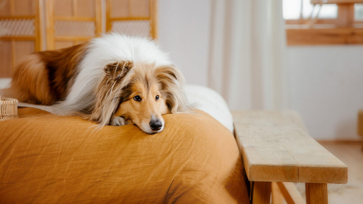 Γνωρίστε την πανίσχυρη ηλεκτρική σκούπα που δεν τρομάζει τα κατοικίδια