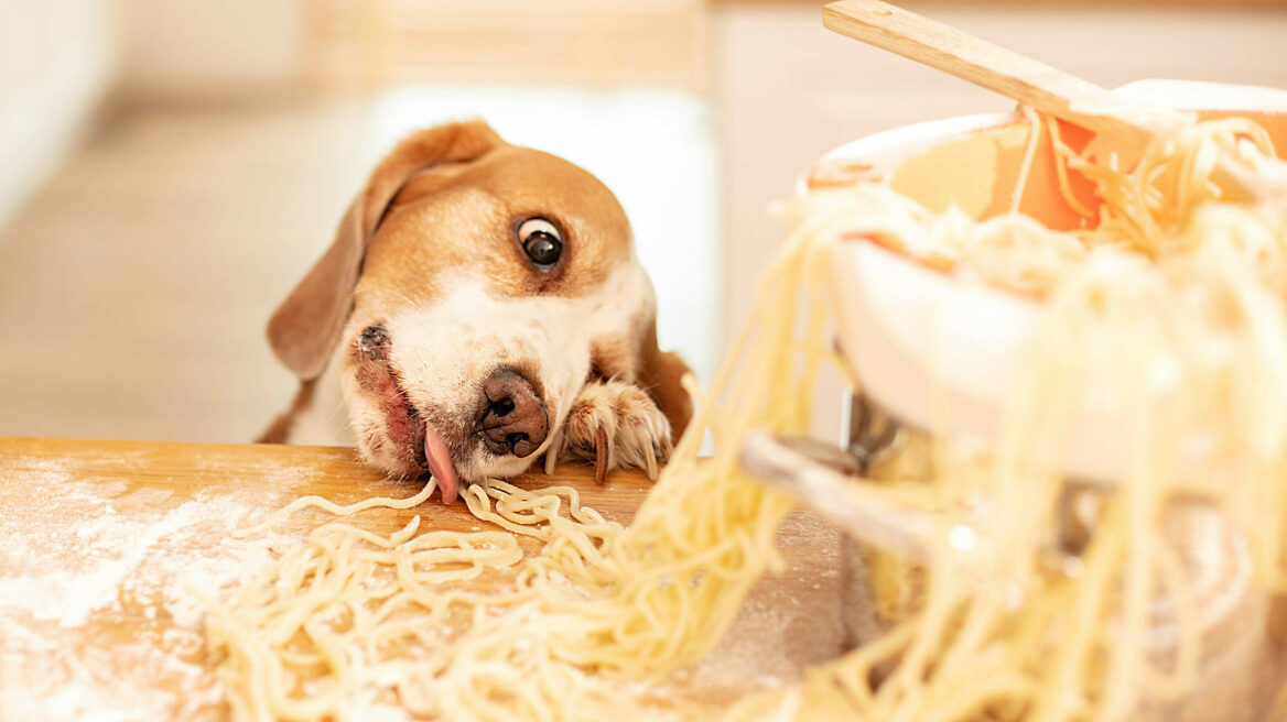 Σκύλος και μακαρόνια: ταΐζοντας τον με ασφάλεια