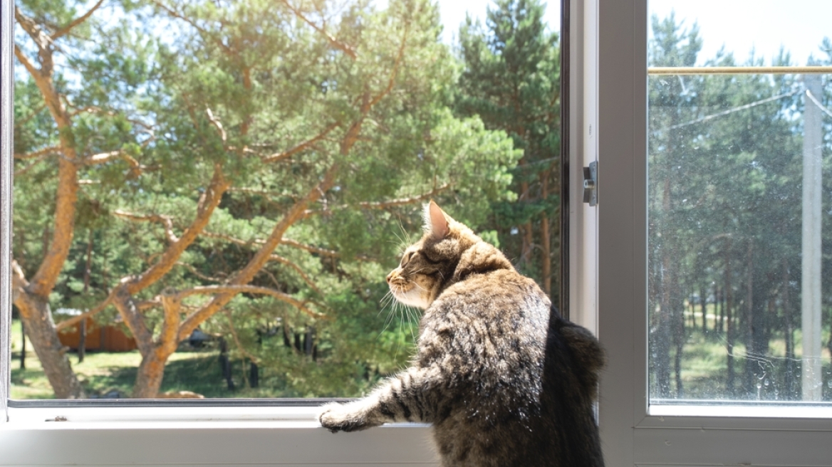 Τι θα συμβεί στη γάτα σας αν φάει ένα έντομο