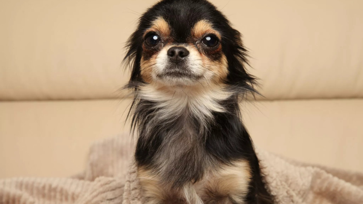 Μάθετε τους λόγους που τρέμει ο σκύλος σας