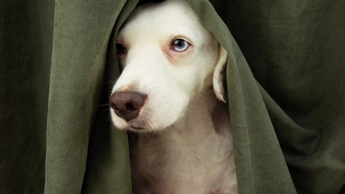 Αυτές είναι οι 7 βασικές φοβίες του σκύλου