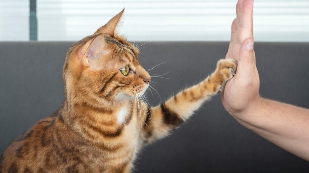 Εκπαιδεύοντας τη γάτα σας με θετική ενίσχυση συμπεριφοράς