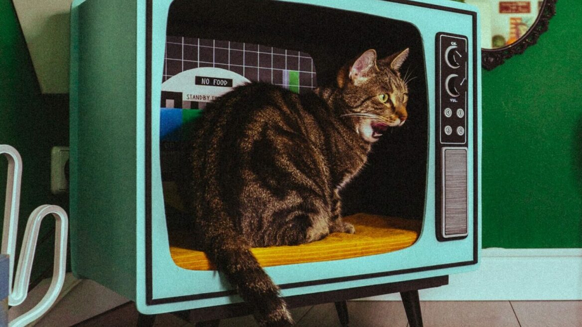 Γάτες που έγραψαν ιστορία