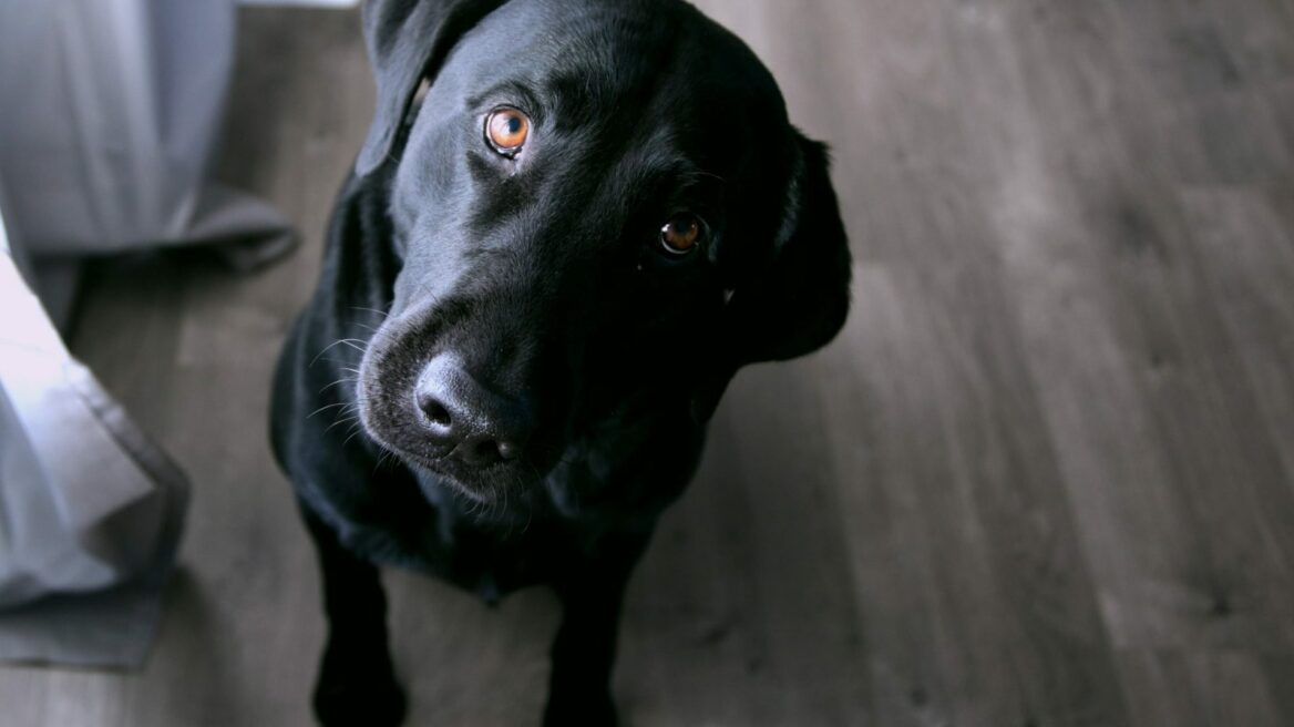 Υιοθετείτε σκύλο για πρώτη φορά; 5 συμβουλές εκπαίδευσης που φέρνουν αποτέλεσμα