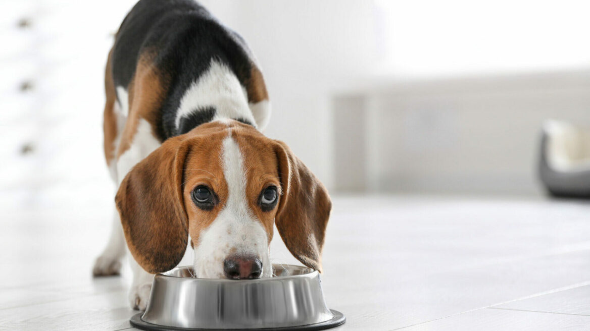 Υγιεινή στο τάισμα του κατοικιδίου σας: Τι πρέπει να προσέχετε