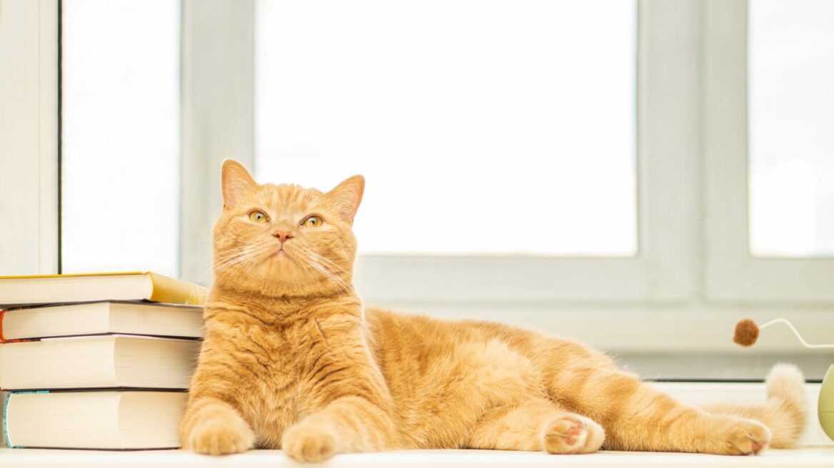 Πόσο έξυπνες είναι οι γάτες;