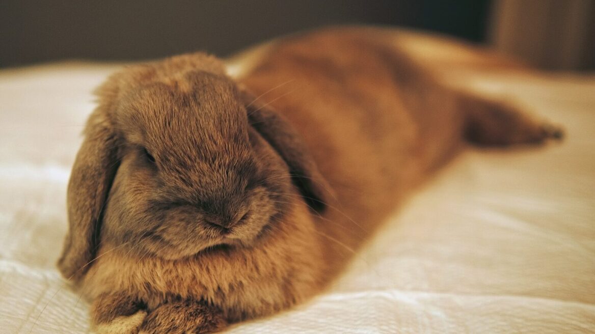 Τι είναι τα εξωτικά κατοικίδια και γιατί να τα επιλέξετε