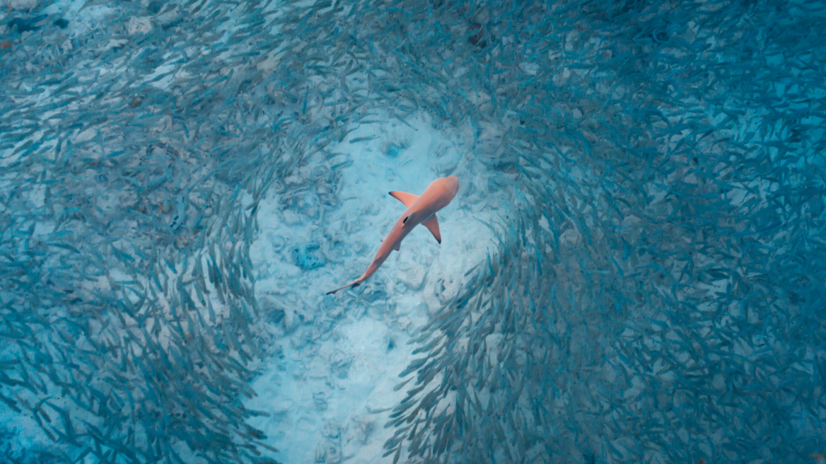 Ναύπλιο: Ερασιτέχνης ψαράς εντόπισε καρχαρία στην παραλία του Κιβερίου