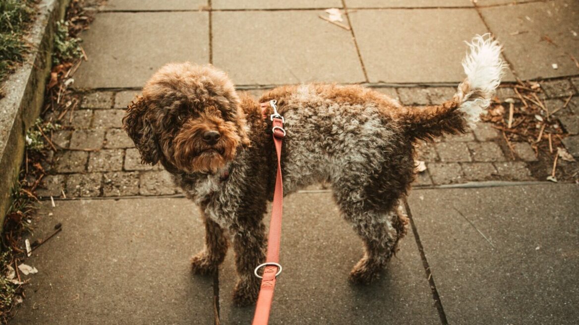 Πότε πρέπει να ταΐζετε τον σκύλο σας – πριν ή μετά τη βόλτα