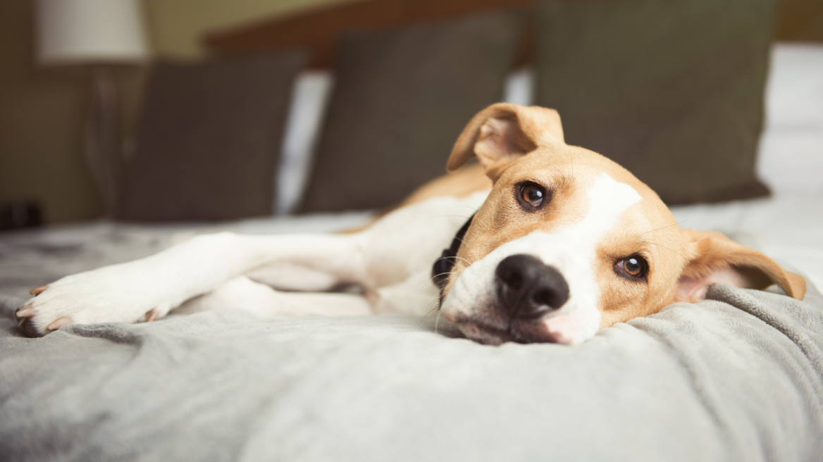 Γλαύκωμα: Η «σιωπηλή» νόσος στα μάτια του σκύλου