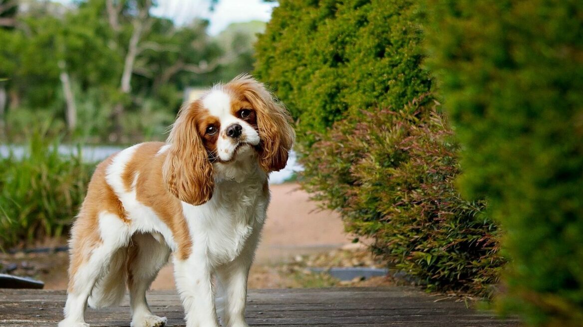 Πώς θα καταλάβετε τη διάθεση του σκύλου σας - Τι θέλει να σας πει η γλώσσα του σώματός του