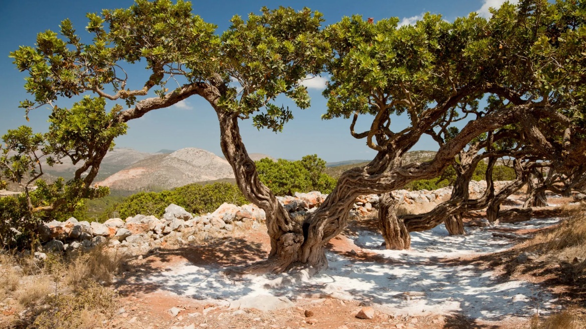 Το ευωδιαστό «δάκρυ» της Χίου