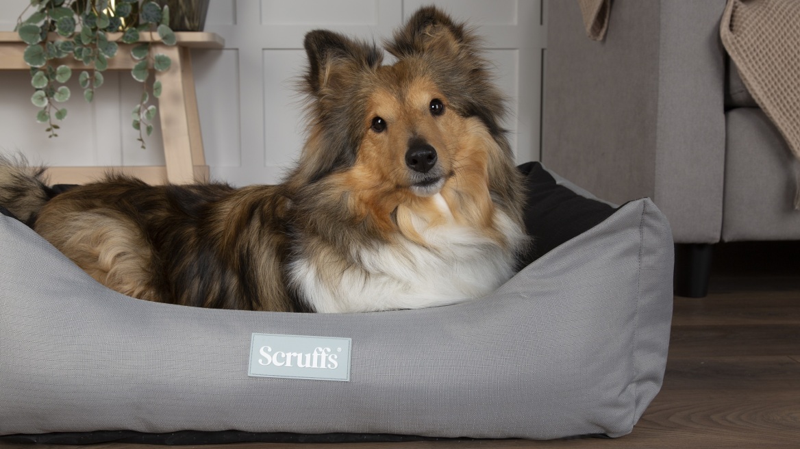 Κρατήστε χαλαρό και ήρεμο το κατοικίδιό σας όπου και αν βρίσκεστε