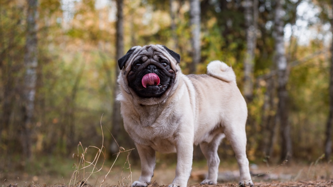 10 άγνωστα και ενδιαφέροντα πράγματα για τα σκυλιά Pugs