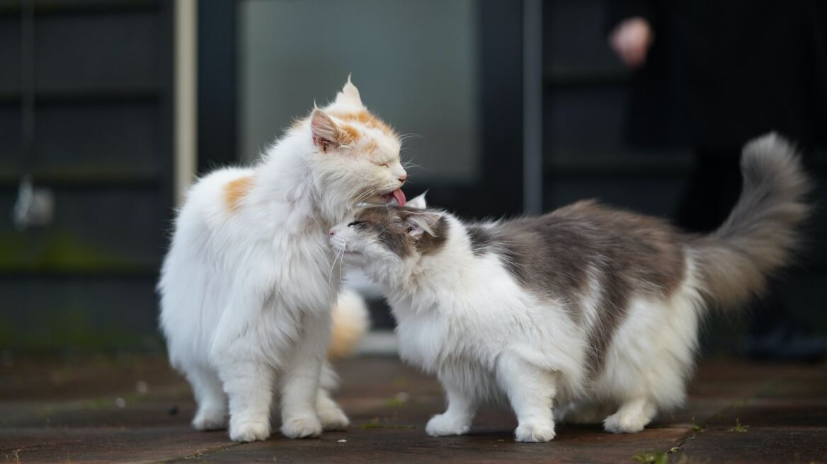 Ποιες είναι οι διαφορές μεταξύ αρσενικών και θηλυκών γατών