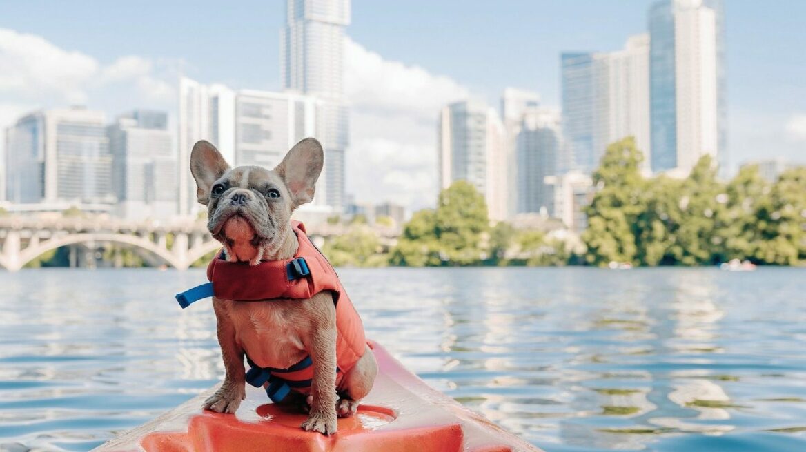 Γιατί να επενδύσετε σε ένα σωσίβιο για τον σκύλο σας