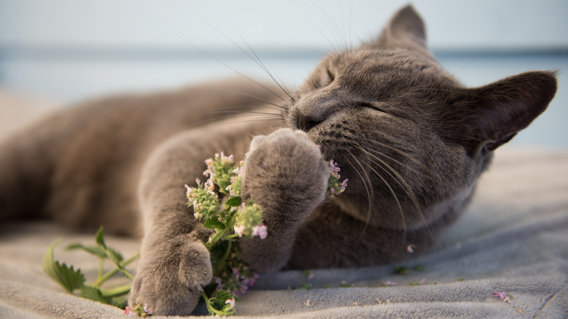 Catnip: Το βότανο που ξετρελαίνει τις γάτες