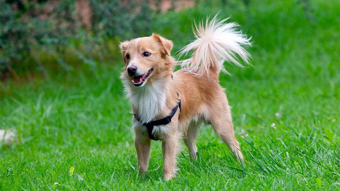 Οι 6 ελληνικές φυλές σκύλων με ρίζες στην αρχαία Ελλάδα