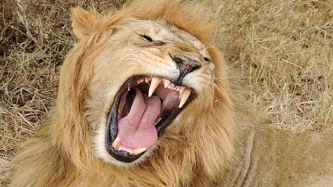 Αγέλη κατασπάραξε φύλακα ζωολογικού κήπου στην Ταϊλάνδη - Λιοντάρι τον πλησίασε αθόρυβα και τον άρπαξε, λέει αυτόπτης μάρτυρας