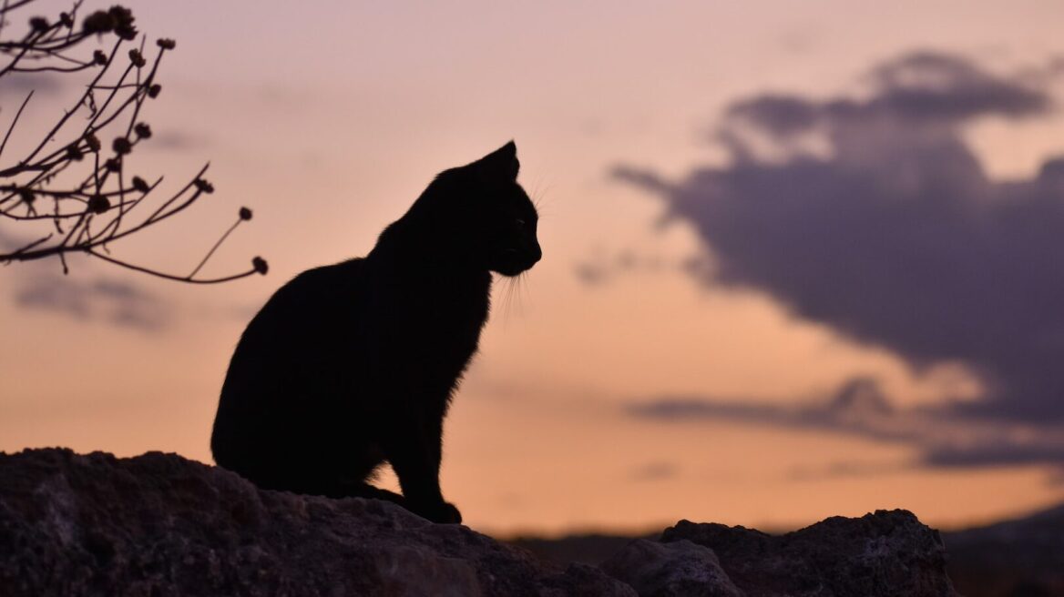 Μαύρες γάτες: Δεισιδαιμονίες και προλήψεις