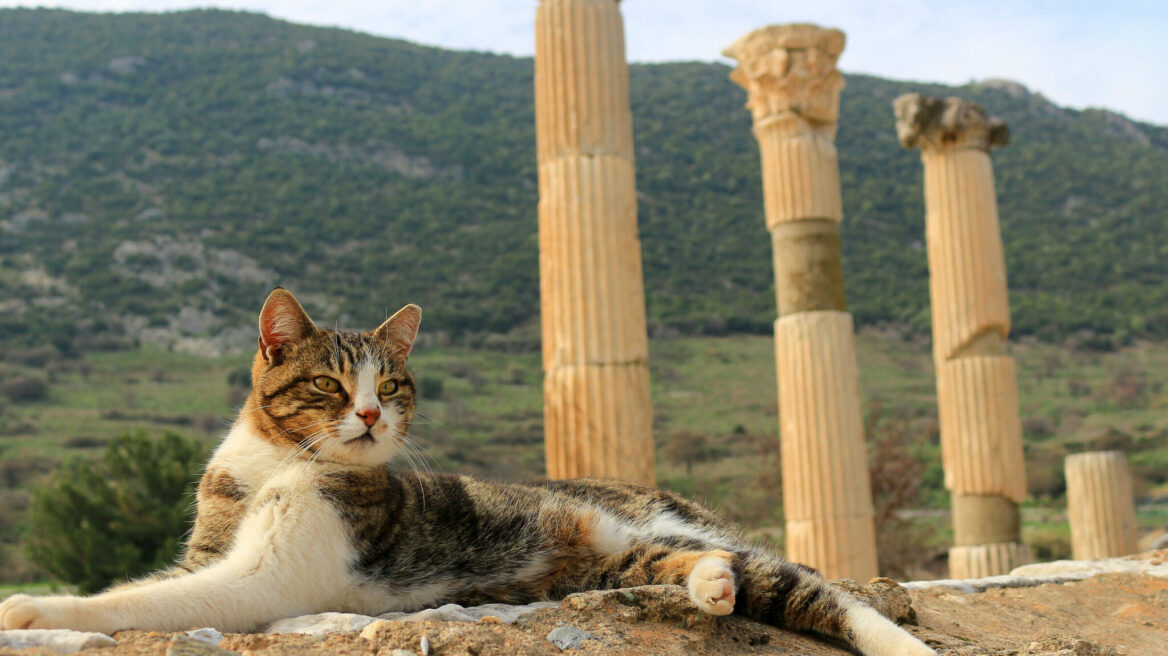 Μάθετε πού βρέθηκε η αρχαιότερη γνωστή κατοικίδια γάτα