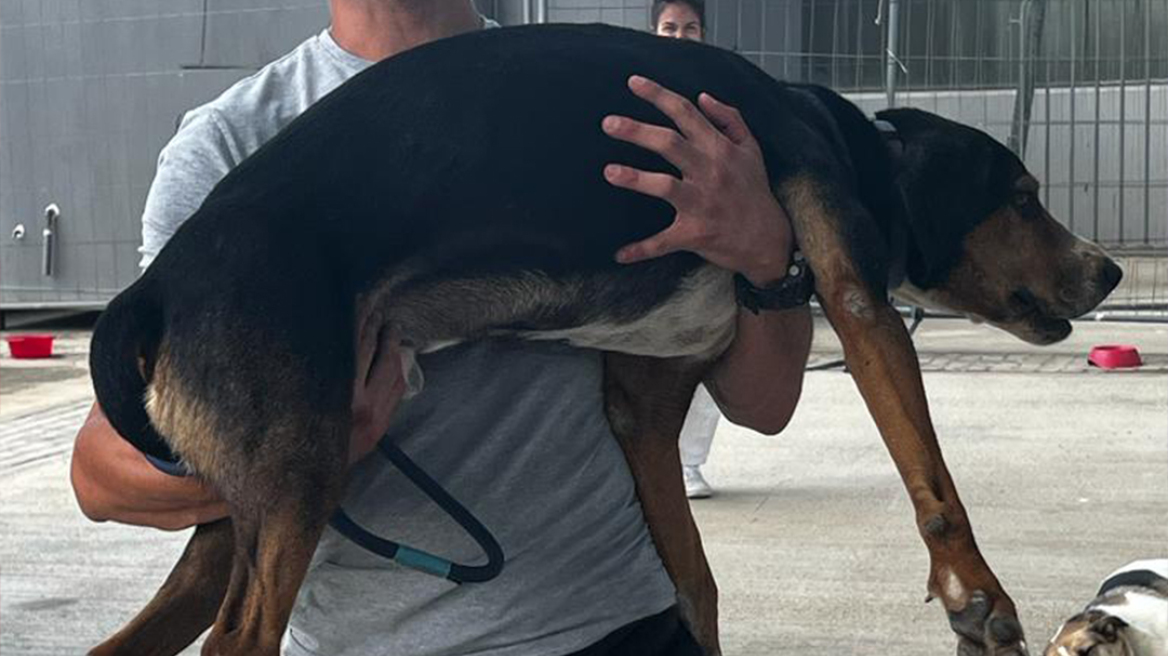 Ομάδα εθελοντών «Act Pawsitive» για 2η συνεχόμενη ημέρα δίπλα στα πυρόπληκτα ζωάκια!