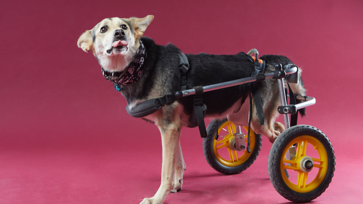 Η Όλγα Αμηρίδου φωτογραφίζει αδέσποτα ζώα για να υιοθετηθούν