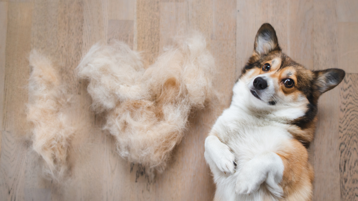 Πως θα σταματήσει ο σκύλος σας να μαδάει - 5 χρήσιμες συμβουλές