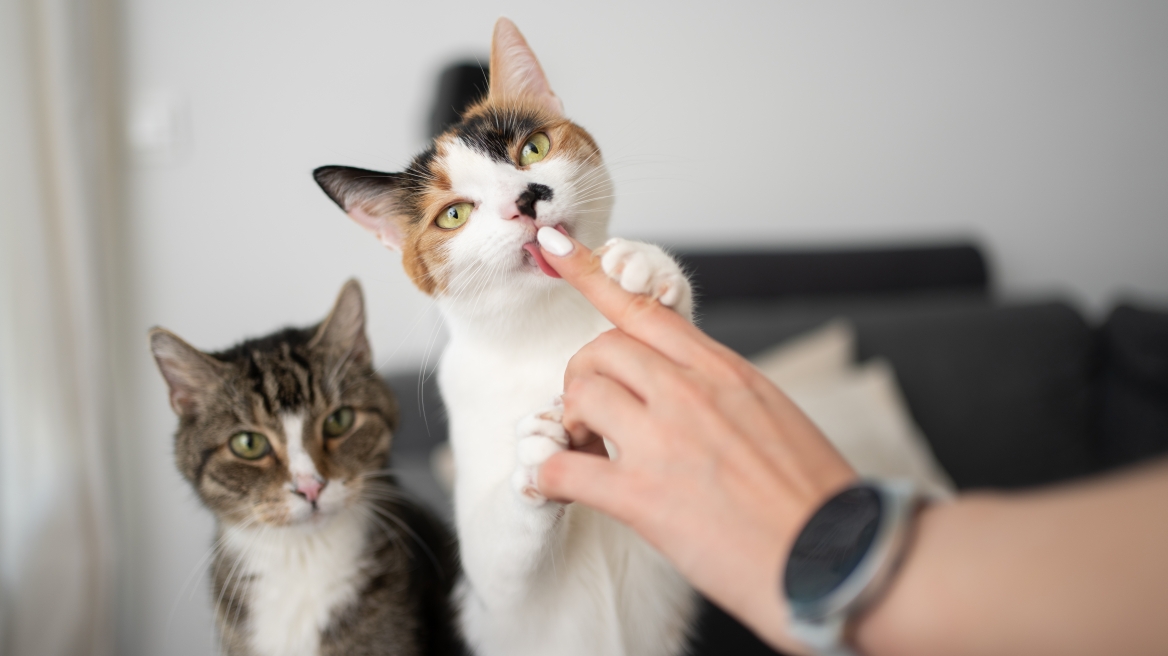 Γιατί οι γάτες γλείφουν τον κηδεμόνα τους -Τι σημαίνει και πότε γίνεται