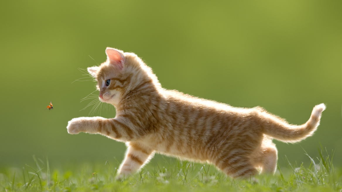 Γιατί η γάτα σας μπορεί να φέρνει «δώρα» στο σπίτι – Η απλή εξήγηση