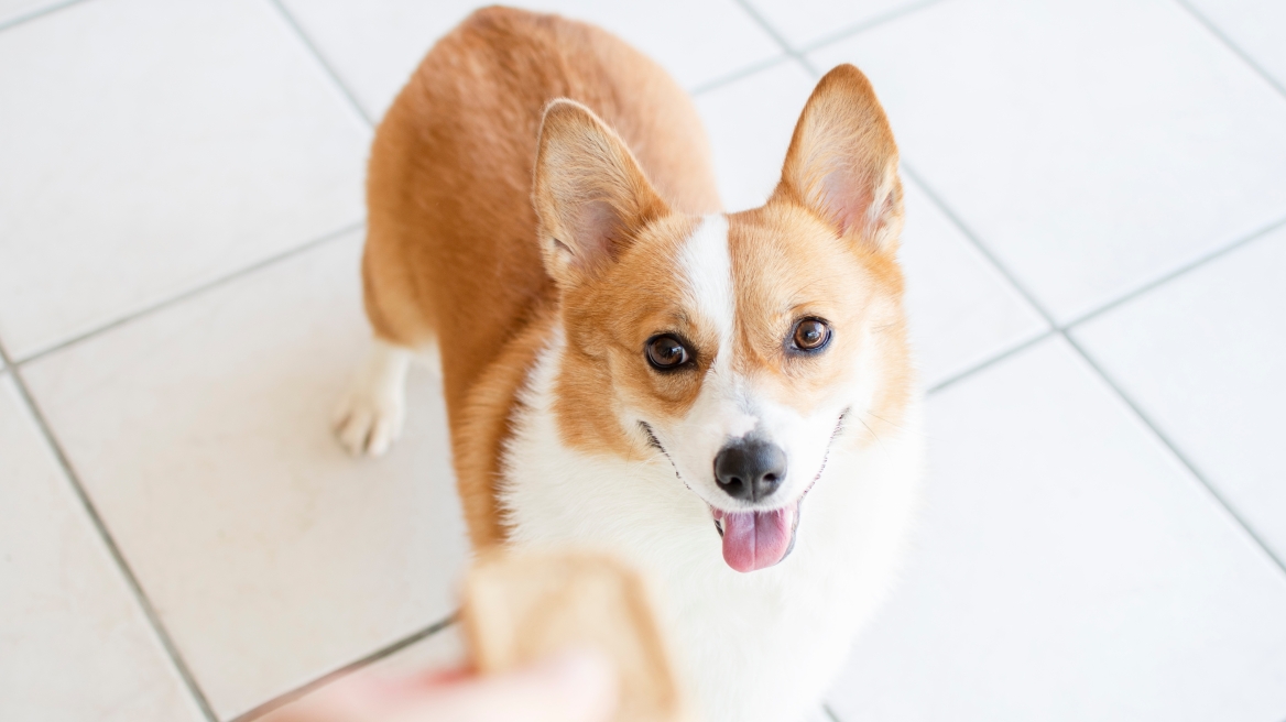 Τα 2 φαγητά που δεν πρέπει ποτέ να φάει ο σκύλος σας