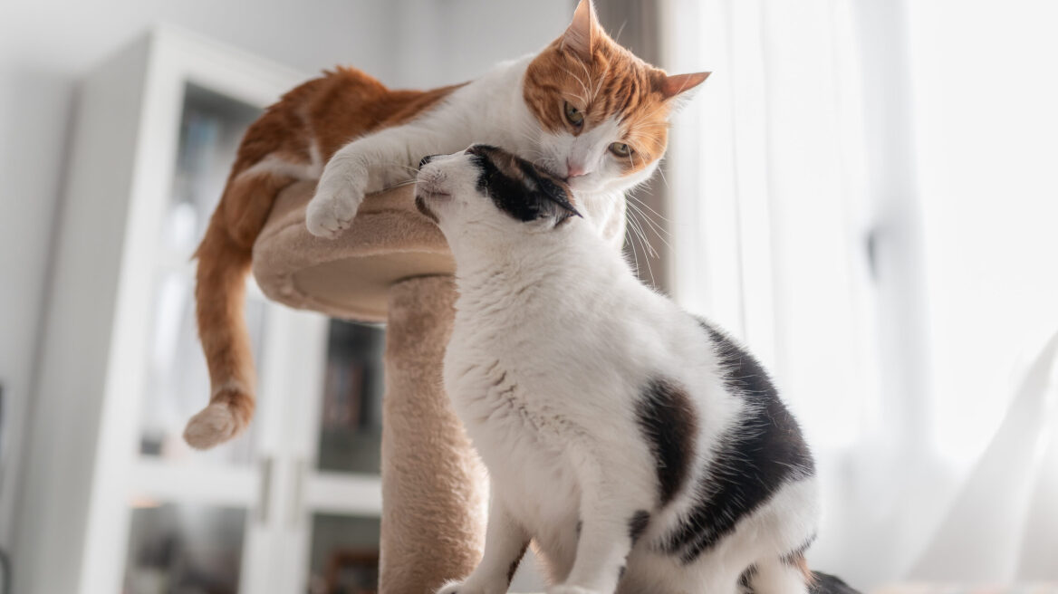 Πώς συνεννοούνται οι γάτες μεταξύ τους – Χαιρετισμοί, αγριάδες και αγάπες