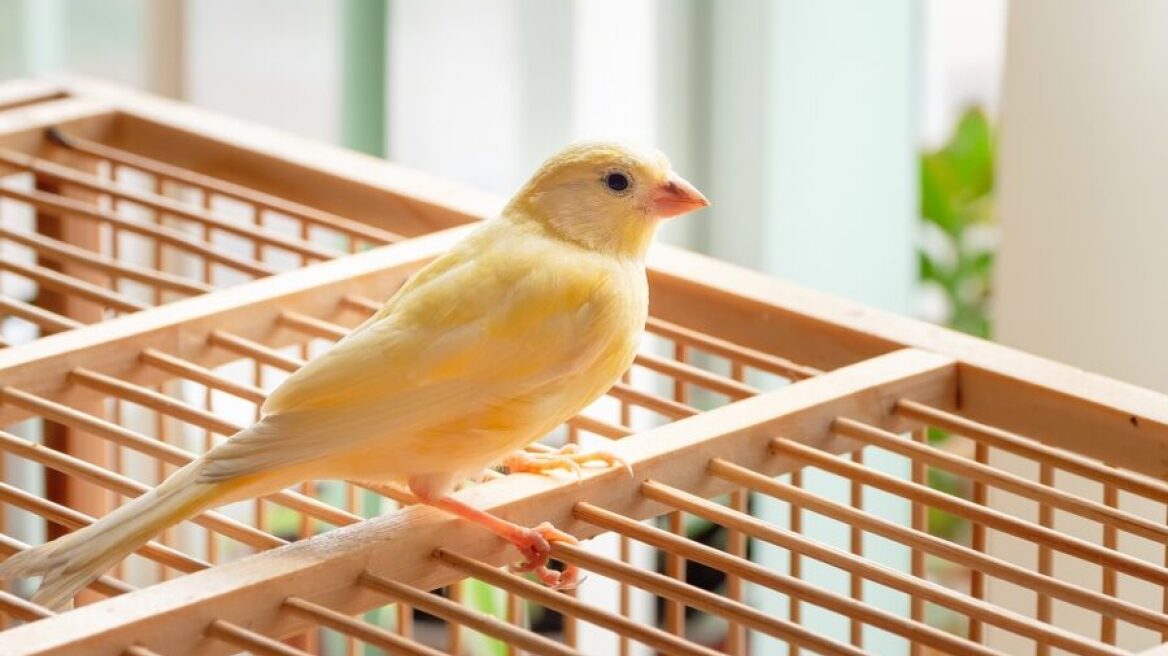 Ποια μουσική απολαμβάνουν τα καναρίνια και σε ποια λένε όχι